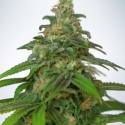 Auto Mandarin Haze Feminised Cannabis Seeds | Ministry of Cannabis Auto Mandarin Haze Feminised Cannabis Seeds | Ministry of Cannabis
