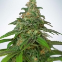 Auto Mandarin Haze Feminised Cannabis Seeds | Ministry of Cannabis