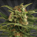 Auto Pounder Auto flowering Feminised Cannabis Seeds | Auto Seeds Auto Pounder Auto flowering Feminised Cannabis Seeds | Auto Seeds