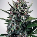 Auto Silver Bullet Feminised Cannabis Seeds | Ministry of Cannabis