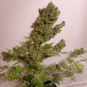 Auto Malawi x Northern Lights Feminised Cannabis Seeds | Ace Seeds