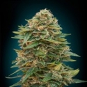 Advanced Seeds Auto Skunk 47 Feminised Cannabis Seeds