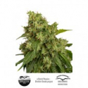 AutoXtreme Auto Feminised Cannabis Seeds | Dutch Passion AutoXtreme Auto Feminised Cannabis Seeds | Dutch Passion