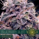 Blueberry Bliss Auto Feminised Cannabis Seeds | Vision Seeds Blueberry Bliss Auto Feminised Cannabis Seeds | Vision Seeds