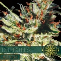 Gouda's Grass Auto Feminised Cannabis Seeds | Vision Seeds
