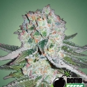 Banana Bomb Feminised Cannabis Seeds | Bomb Seeds Banana Bomb Feminised Cannabis Seeds | Bomb Seeds
