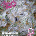 Banana Sherbet Feminised Cannabis Seeds - Growers Choice