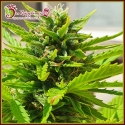 Banana Kick Auto Feminised Cannabis Seeds | Dr Krippling. Banana Kick Auto Feminised Cannabis Seeds | Dr Krippling.