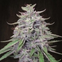 Bangi Haze Feminised Cannabis Seeds | Ace Seeds