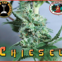 CHIESEL Feminised Cannabis Seeds | Big Buddha Seeds