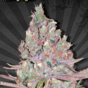 Berry Ryder Auto Feminised Cannabis Seeds | Auto Seeds