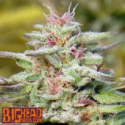 Buy Big Head Seeds THC Pro Feminised Cannabis Seeds Buy Big Head Seeds THC Pro Feminised Cannabis Seeds