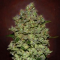 Auto Biodiesel Mass XXL Feminised Cannabis Seeds | Advanced Seeds. Auto Biodiesel Mass XXL Feminised Cannabis Seeds | Advanced Seeds.