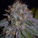Biscotti Feminised Cannabis Seeds | Cream Of The Crop Biscotti Feminised Cannabis Seeds | Cream Of The Crop