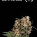 Superior Blackberry Gum Auto Feminised Cannabis Seeds | Seed Stockers