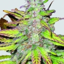 Blackberry Auto Feminised Cannabis Seeds | Fast Buds