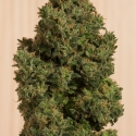 Blue Dream CBD Feminised Cannabis Seeds | Humboldt Seeds Organisation