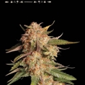 Superior Blue Moby Feminised Cannabis Seeds | Seed Stockers