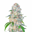 Blue Dream'matic Auto Feminised Cannabis Seeds | Fast Buds Blue Dream'matic Auto Feminised Cannabis Seeds | Fast Buds