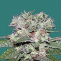 CBD Bomb Feminised Cannabis Seeds | Bomb Seeds CBD Bomb Feminised Cannabis Seeds | Bomb Seeds