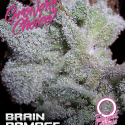Brain Damage Auto Feminised Cannabis Seeds - Growers Choice Brain Damage Auto Feminised Cannabis Seeds - Growers Choice