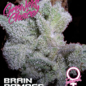 Brain Damage Feminised Cannabis Seeds - Growers Choice Brain Damage Feminised Cannabis Seeds - Growers Choice