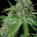 Brazil Amazonia Regular Cannabis Seeds | World of Seeds