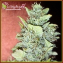 Bubba Gum Auto Feminised Cannabis Seeds | Dr Krippling.