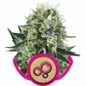 Bubble Kush Feminised Cannabis Seeds | Royal Queen Seeds Bubble Kush Feminised Cannabis Seeds | Royal Queen Seeds