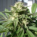 Bubble Bud Feminised Cannabis Seeds | Black Skull Seeds Bubble Bud Feminised Cannabis Seeds | Black Skull Seeds