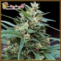 Bucks Fizz Auto Feminised Cannabis Seeds | Dr Krippling. Bucks Fizz Auto Feminised Cannabis Seeds | Dr Krippling.