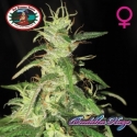 Buddha Haze Feminised Cannabis Seeds | Big Buddha Seeds Buddha Haze Feminised Cannabis Seeds | Big Buddha Seeds