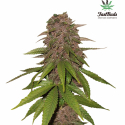 C4 Auto Feminised Cannabis Seeds | Fast Buds.
