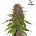 C4 Auto Feminised Cannabis Seeds | Fast Buds. C4 Auto Feminised Cannabis Seeds | Fast Buds.