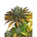 Californian Orange Feminised Cannabis Seeds | Dutch Passion Californian Orange Feminised Cannabis Seeds | Dutch Passion