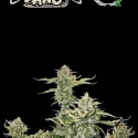 Superior Candy Dawg Auto Feminised Cannabis Seeds | Seed Stockers.