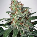 Carnival Feminised Cannabis Seeds | Ministry of Cannabis Carnival Feminised Cannabis Seeds | Ministry of Cannabis