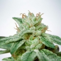 CBD Star Feminised Cannabis Seeds | Ministry of Cannabis