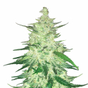 CBD 11 Feminised Cannabis Seeds | Fast Buds.