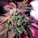 Cherry Pie Feminised Cannabis Seeds | Female Seeds Cherry Pie Feminised Cannabis Seeds | Female Seeds
