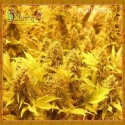 Dr Krippling Choc Matic Auto Feminised Cannabis Seeds For Sale