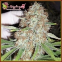 Chocberry CBD Feminised Cannabis Seeds | Dr Krippling. Chocberry CBD Feminised Cannabis Seeds | Dr Krippling.
