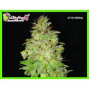 Chocolate Orange Auto Feminised Cannabis Seeds | Dr Krippling. Chocolate Orange Auto Feminised Cannabis Seeds | Dr Krippling.