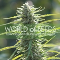 Columbia Gold Feminised Cannabis Seeds | World of Seeds Columbia Gold Feminised Cannabis Seeds | World of Seeds