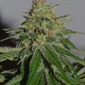 Crop Doctor Feminised Cannabis Seeds | Cream Of The Crop 