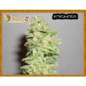 Dr Krippling Dizzy Lights Auto Feminised Cannabis Seeds For Sale