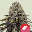 Royal Queen Seeds X TYSON Dynamite Diesel Feminised Cannabis Seeds. Royal Queen Seeds X TYSON Dynamite Diesel Feminised Cannabis Seeds.