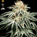 Exodus Cheese Auto Feminised Cannabis Seeds | Green House Seeds Exodus Cheese Auto Feminised Cannabis Seeds | Green House Seeds