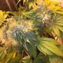 Buy Strain Hunters Flowerbomb Kush Feminised Cannabis Seeds