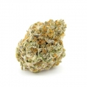 Frozen Cherry Runtz Feminised Cannabis Seeds - Growers Choice Frozen Cherry Runtz Feminised Cannabis Seeds - Growers Choice